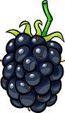 blackberry fruit cartoon illustration