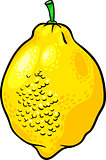 lemon citrus fruit cartoon illustration