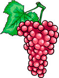  red grapes fruit cartoon illustration