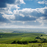 view to vineyard