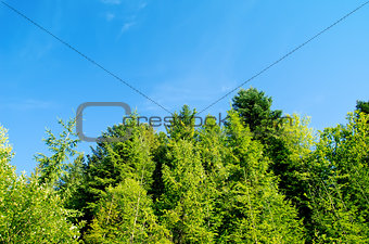 pine forest under deep blue sky in mountain Carpathians