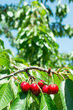 Twig with red cherries