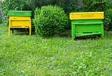 Yellow beehives
