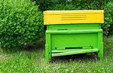 Green beehive
