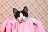 Curious Kitten on a Pink Soft Background