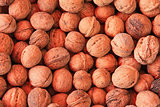 walnut closeup