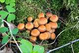 Kuehneromyces mutabilis, mushrooms