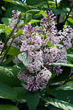 Butterfly on lilac flowers