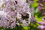 Bumblebee on lilac flowers