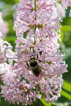 Bumblebee on lilac flowers
