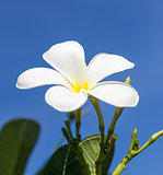 Frangipani flower or  Lan thom flower