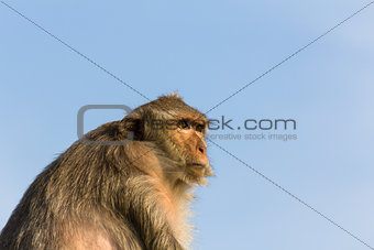 Monkey in Thailand 