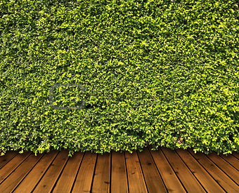 Green leaves wall and wood floor
