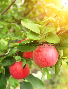 Crop of apples