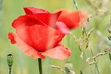 Blossom poppy flowers on the meadow