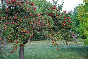 Red apple tree