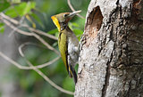 Greater Yellownape woodpecker (Picus flavinucha)