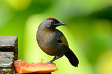 chestnut-crowned laughingthrush