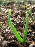 Detail of little growing onion in bed