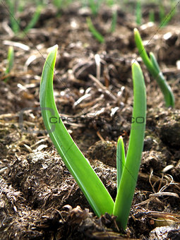 Detail of little growing onion in bed