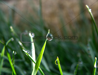 Water drop or bubble on leaf