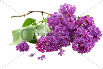 Branch with lilac flowers