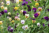Colorful pansy flowers