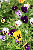 Colorful pansy flowers
