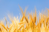 harvest of ripe wheat