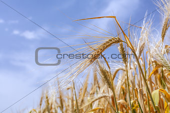ears of ripe wheat on a background of the sky