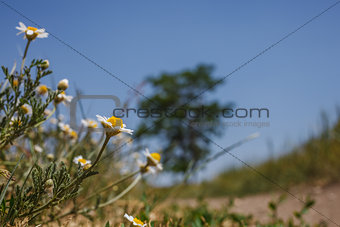 field chamomile