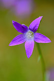 Campanula - bluebell flower