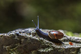 Snail on a stone 