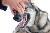 teeth of Czechoslovakian Wolfdog