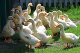 many young ducks on green grass