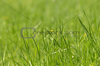wild fresh grass on the field