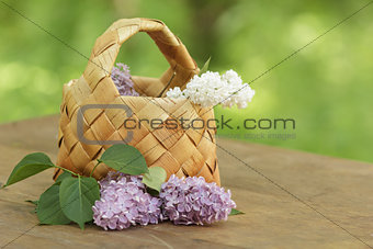 lilac flowers in birchbark basket on table