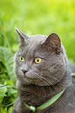 portrait of young british cat siting in grass