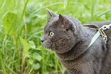 portrait of young british cat walking in grass