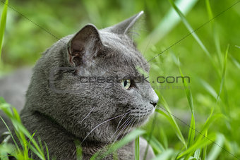 portrait of young british cat siting in grass