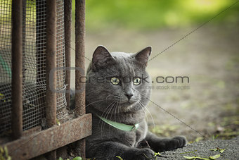 portrait of young british cat siting on walkway
