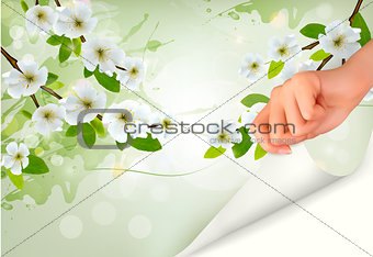 Nature background with blossoming tree brunch and flowers and ha