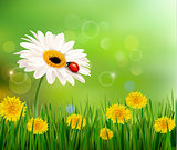 Summer nature background with ladybug on white flower. Vector. 