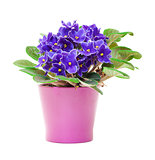 Beautiful Purple Violet Flowers in flowerpot
