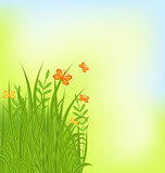 Summer background with grass and butterfly