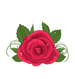 Close-up beautiful rose isolated on white background