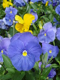 Blue and yellow pansies
