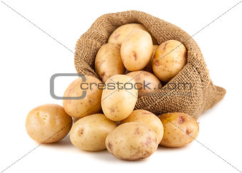 Ripe potatoes in a burlap bag