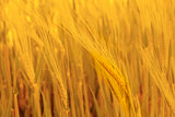 Golden Ripe Wheat Background