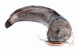 Channel catfish isolated 